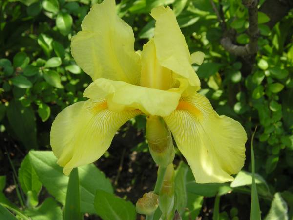 flora99.jpg
