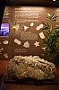 muzeum_p (22).jpg