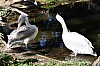 wieden_zoo-04.jpg