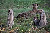 wieden_zoo-09.jpg