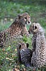 wieden_zoo-10.jpg