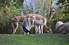 wieden_zoo-11.jpg