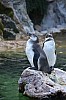 wieden_zoo-13.jpg