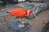 wieden_zoo-21.jpg
