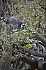 wieden_zoo-24.jpg