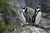 wieden_zoo-27.jpg