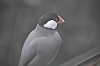 wieden_zoo-28.jpg