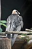 wieden_zoo-29.jpg