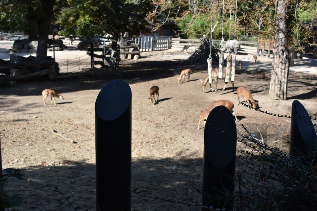 wieden_zoo-01.jpg