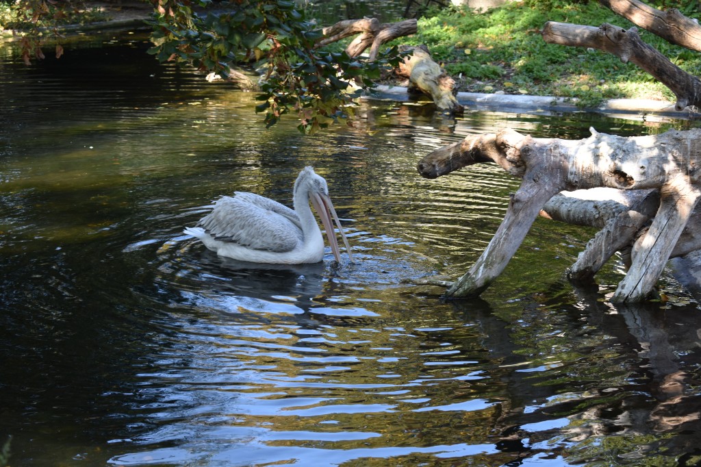 wieden_zoo-03.jpg