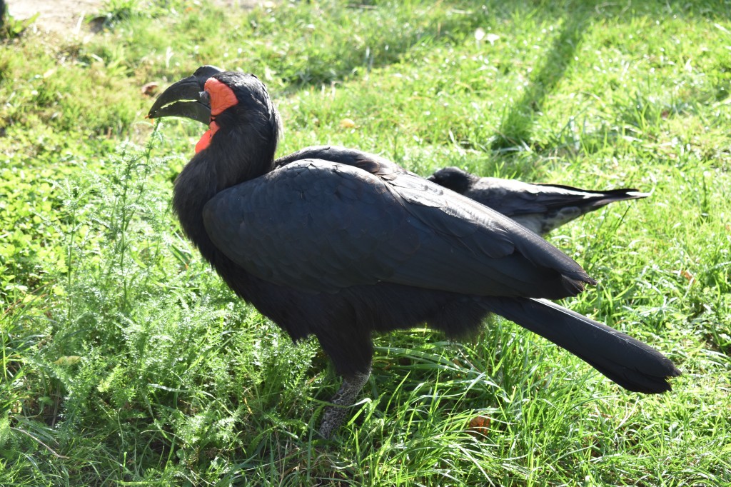 wieden_zoo-05.jpg