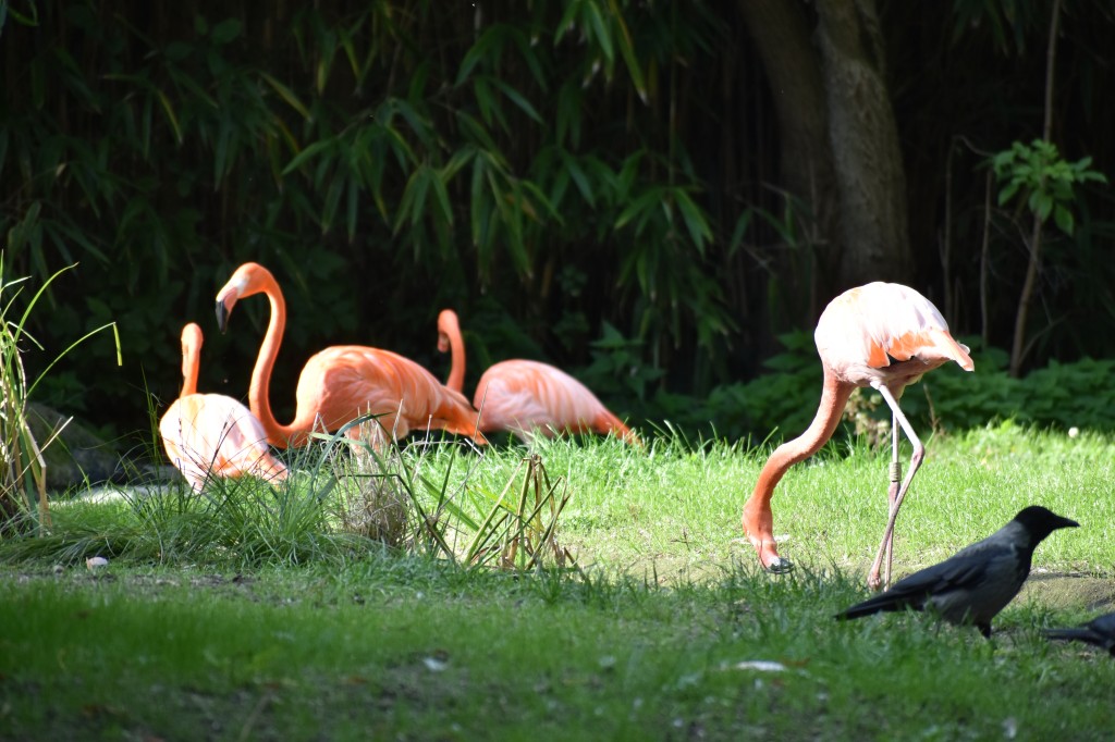 wieden_zoo-06.jpg