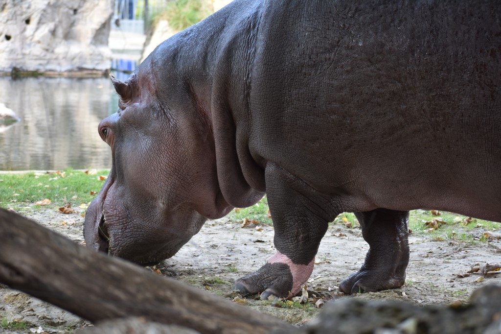 wieden_zoo-08.jpg