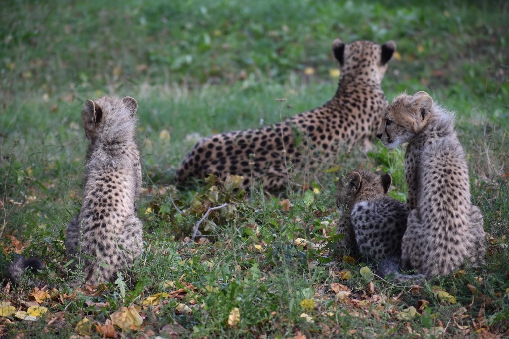 wieden_zoo-09.jpg