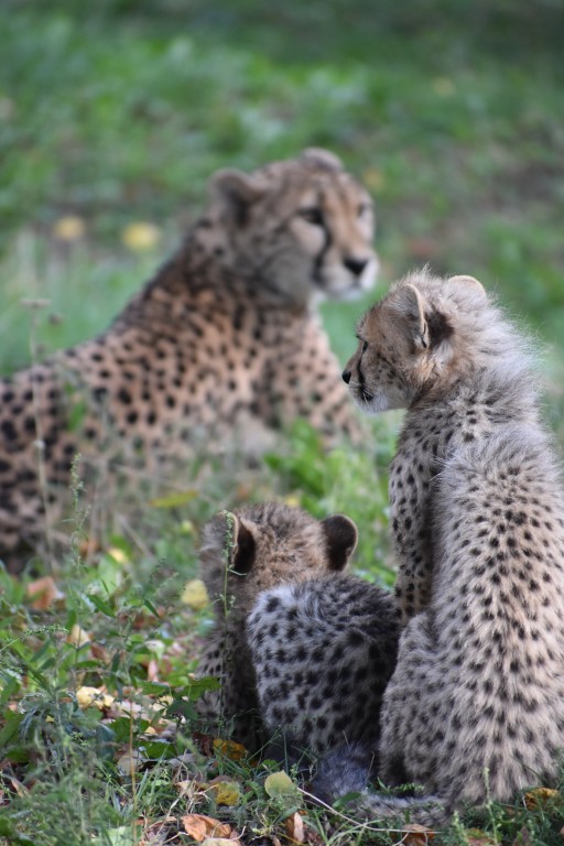 wieden_zoo-10.jpg