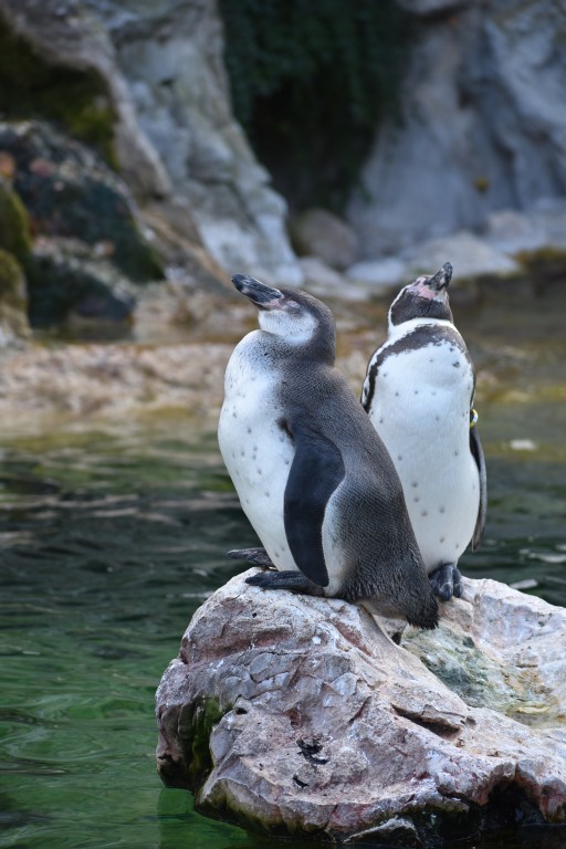 wieden_zoo-13.jpg