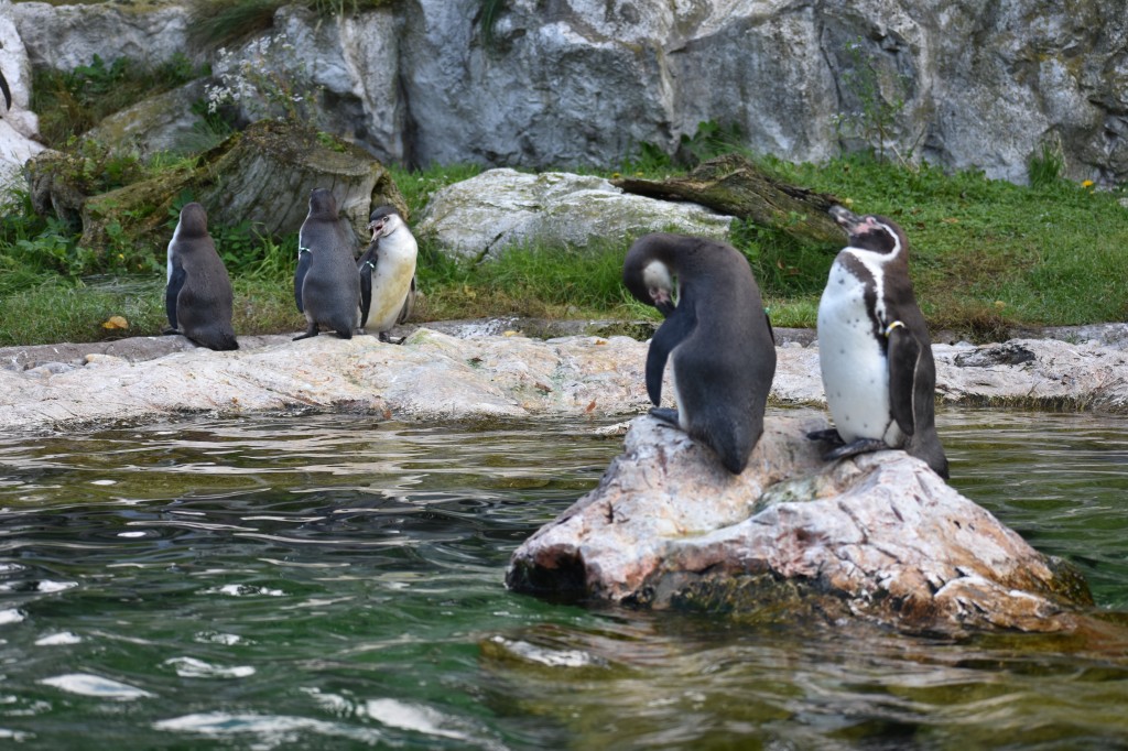 wieden_zoo-14.jpg