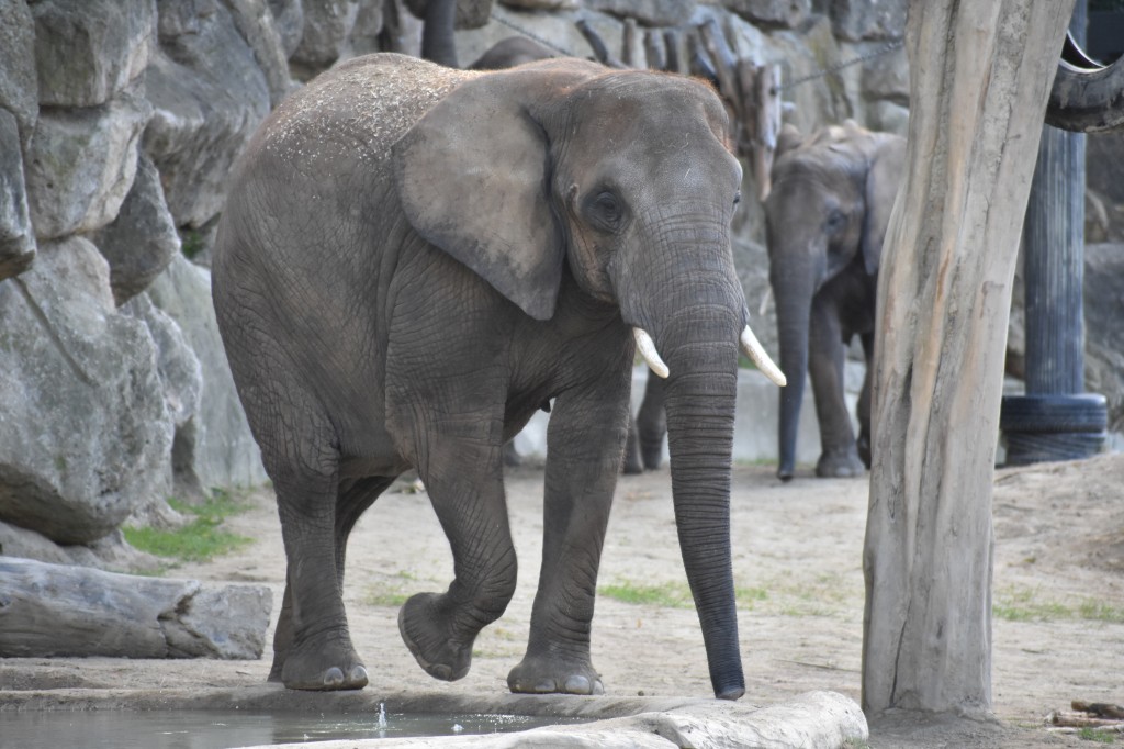 wieden_zoo-15.jpg