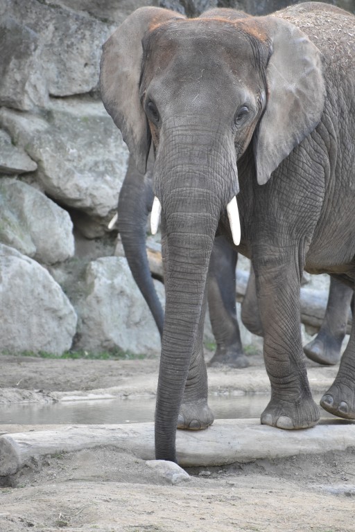 wieden_zoo-16.jpg