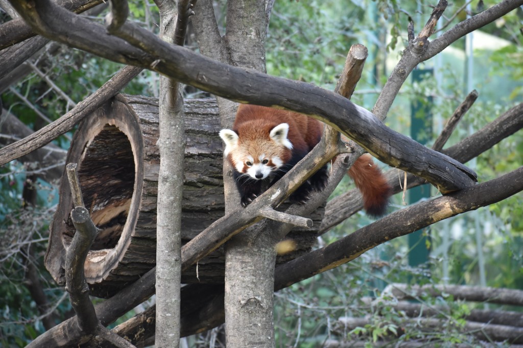 wieden_zoo-18.jpg