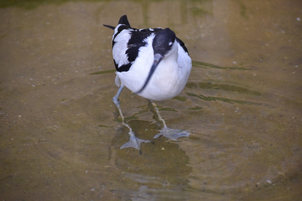 wieden_zoo-20.jpg