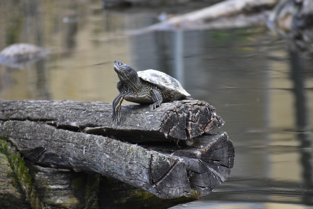 wieden_zoo-22.jpg
