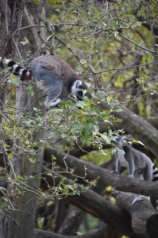 wieden_zoo-24.jpg