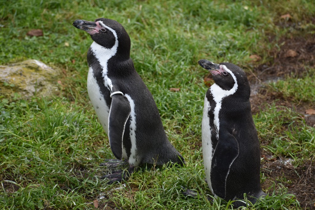 wieden_zoo-25.jpg