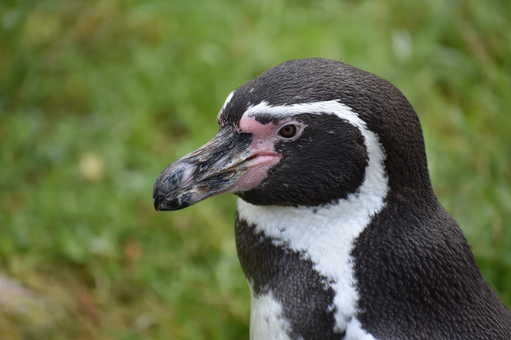 wieden_zoo-26.jpg