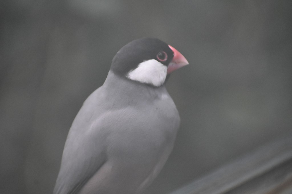 wieden_zoo-28.jpg