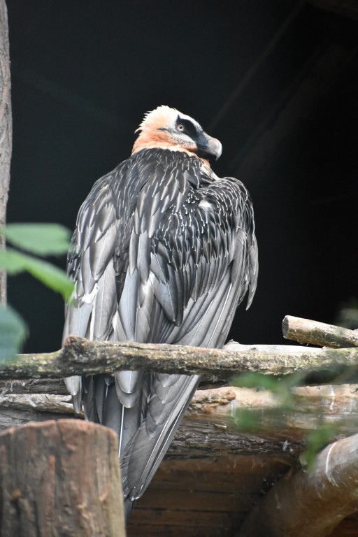 wieden_zoo-29.jpg